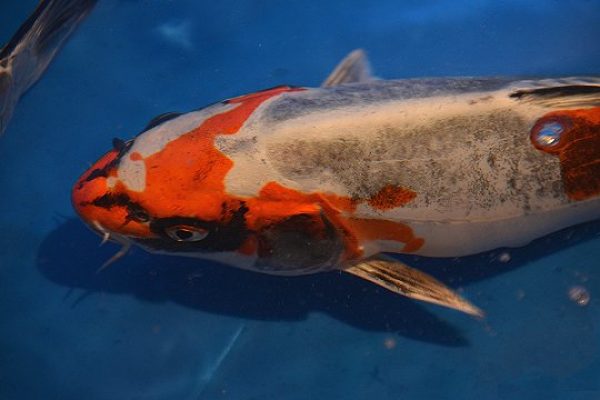 koi_23_vandihaven_540